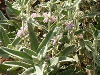 Phlomis italica
